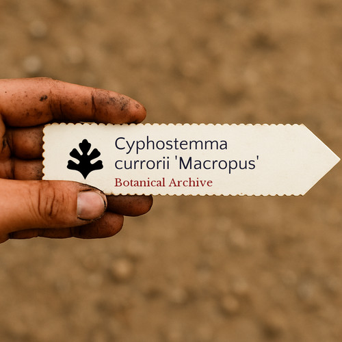 Cyphostemma currorii