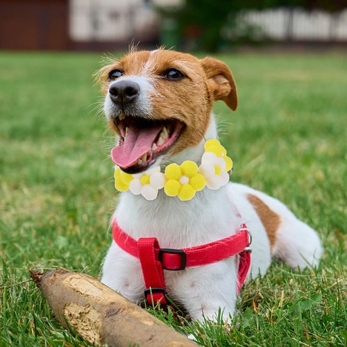 Pom dog collar adjustable - pom,