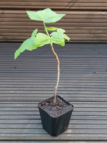 Blackcurrant plant edible - blackcurrant,