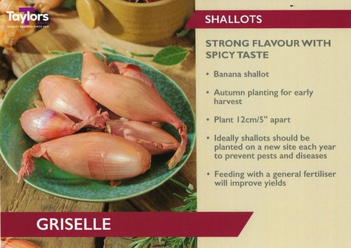 Griselle shallot onion - , sets-