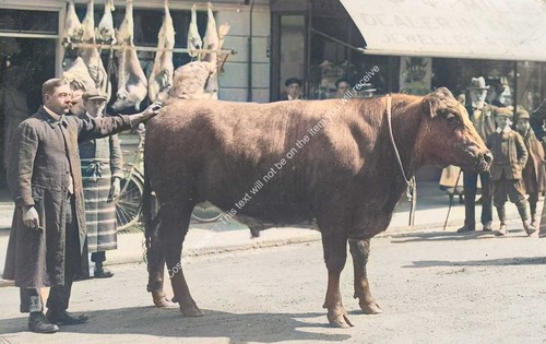 Prize bull stood outside - bull,,