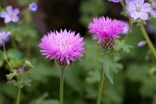 Centaurea john coutts - 'john, coutts'