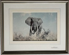 Elephant Signed Print by David Shepherd Limited Edition