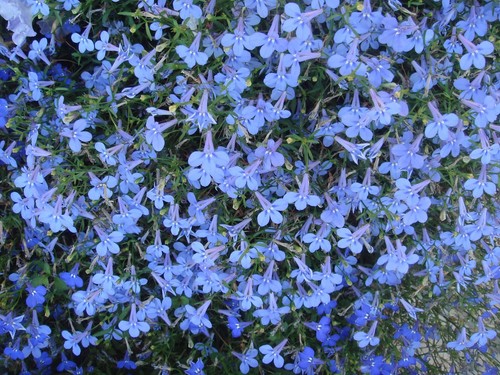 Flower lobelia cambridge blue - cambridge,
