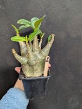 Adenium Arabicum Black Skin