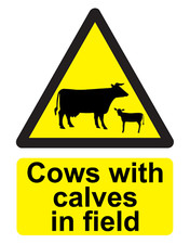 Cows with Calves in Field