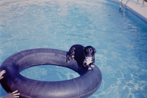 Oct 1975 dog - tube, pool