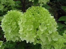 Hydrangea Paniculata Limelight - Lime Green to Cream White Flower heads