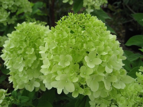 Hydrangea paniculata limelight - paniculata,