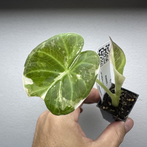 Alocasia regal shield - regal,