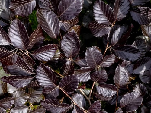 10x 5ft copper - 4-5ft, purple