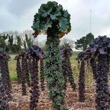Kalettes New Veg Hardy Kale Crossed Brussels Sprout! 10 Seeds Rare+Amazing+Tasty