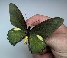 Battus Belus. A- Set Specimen