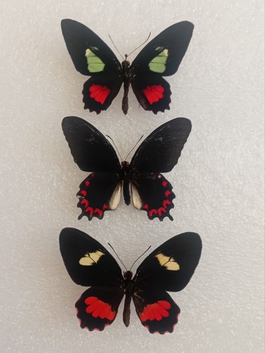Parides butterfly bundle - parides,