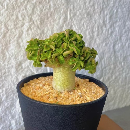 3cm succulent cactus plant - succulent,