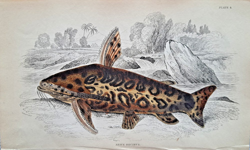 Arius oncinus jaguar catfish - arius,