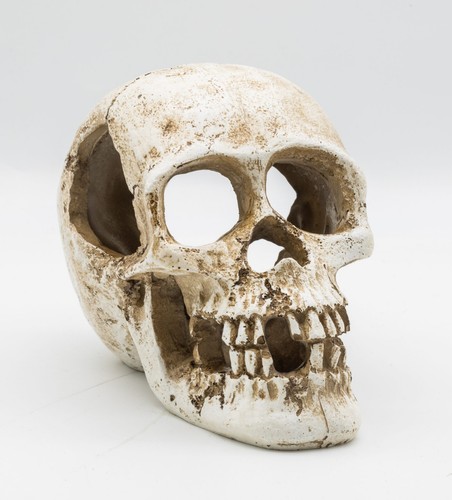 Prorep human skull - prorep,