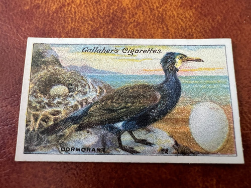 Gallaher birds nests - gallaher,