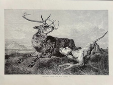 Irish wolfhound  scottish