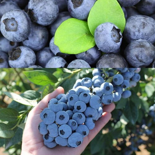 Blueberry bush titanium in - blueberry,