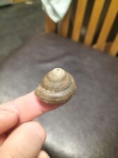 VERY RARE PLEURTOMARIA GASTROPOD AMMONITE WHITBY YORKSHIRE  FOSSIL