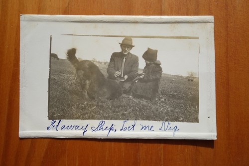 Dog digging hole get - dog,