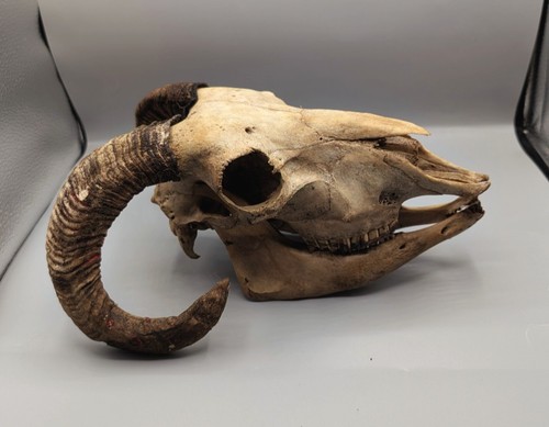 Ewe skull bones animal - skull,,