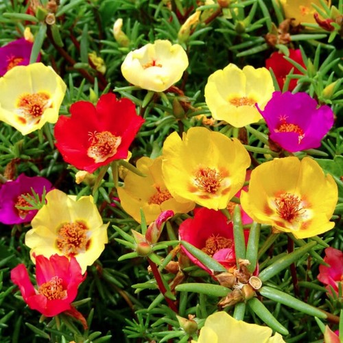 Moss rose purslane eleven - purslane,
