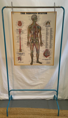Vintage anatomical chart lot - vintage,