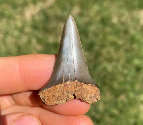 Gem fossilized mako - 1.56",