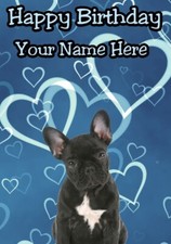 bk French Bulldog Pup Occasion