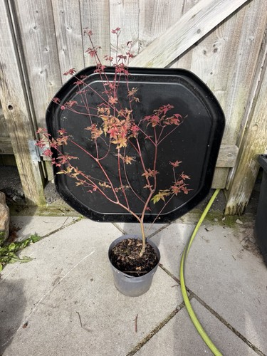 Acer palmatum beni maiko - beni,