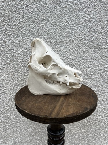 Kunekune pig skull taxidermy - kunekune,