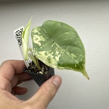 Alocasia Dragon Scale Albo