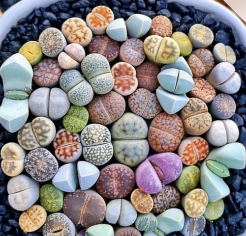 Lithops living stones pick - stones,