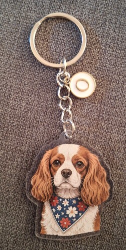 Cavalier king charles - cavalier,