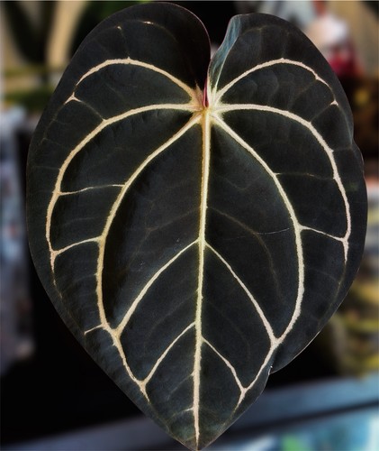 Anthurium carlablackiae ra10 - carlablackiae, x