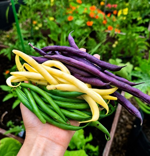 Mixed french bean - mixed,