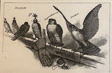 1892 Falconry Antique Wood