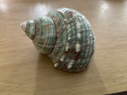 Large 4inch pearl banded - pearl,