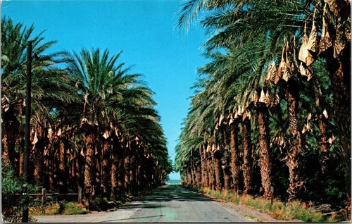 Date harvest time palm - harvest,
