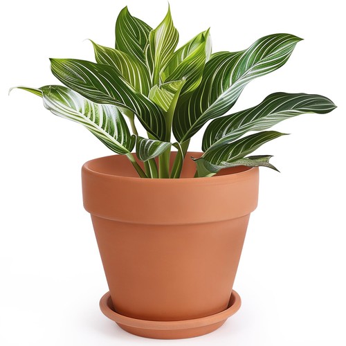 Terracotta pot inch plant - pot,