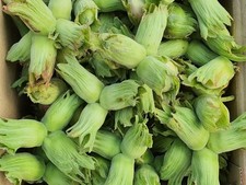 Green Cobnuts Kentcobs Organic