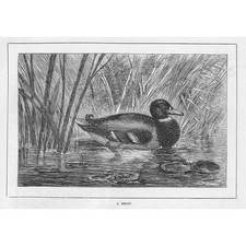 Duck Shooting - A Decoy - Antique Print 1881