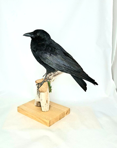 Taxidermy carrion crow - taxidermy, (corvus