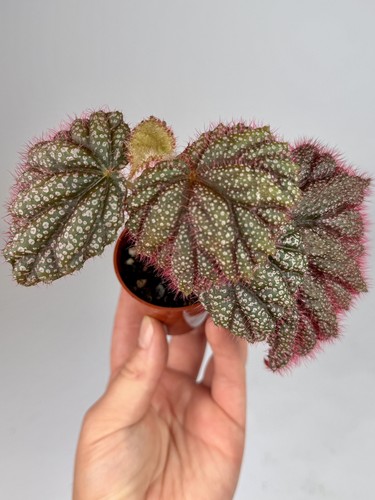 Begonia lahad datu pink - sp.,