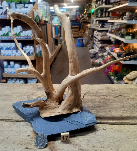 Red moor wood root - red,