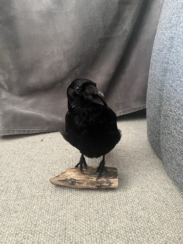 Carrion crow - carrion,
