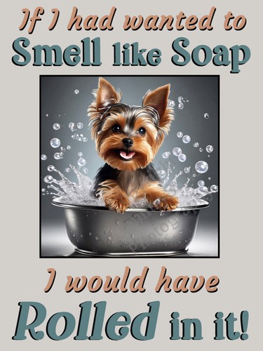 Yorkie yorkshire terrier dog - yorkie,