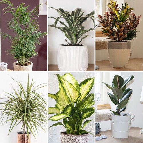 Houseplants collection easy - houseplants, collection,